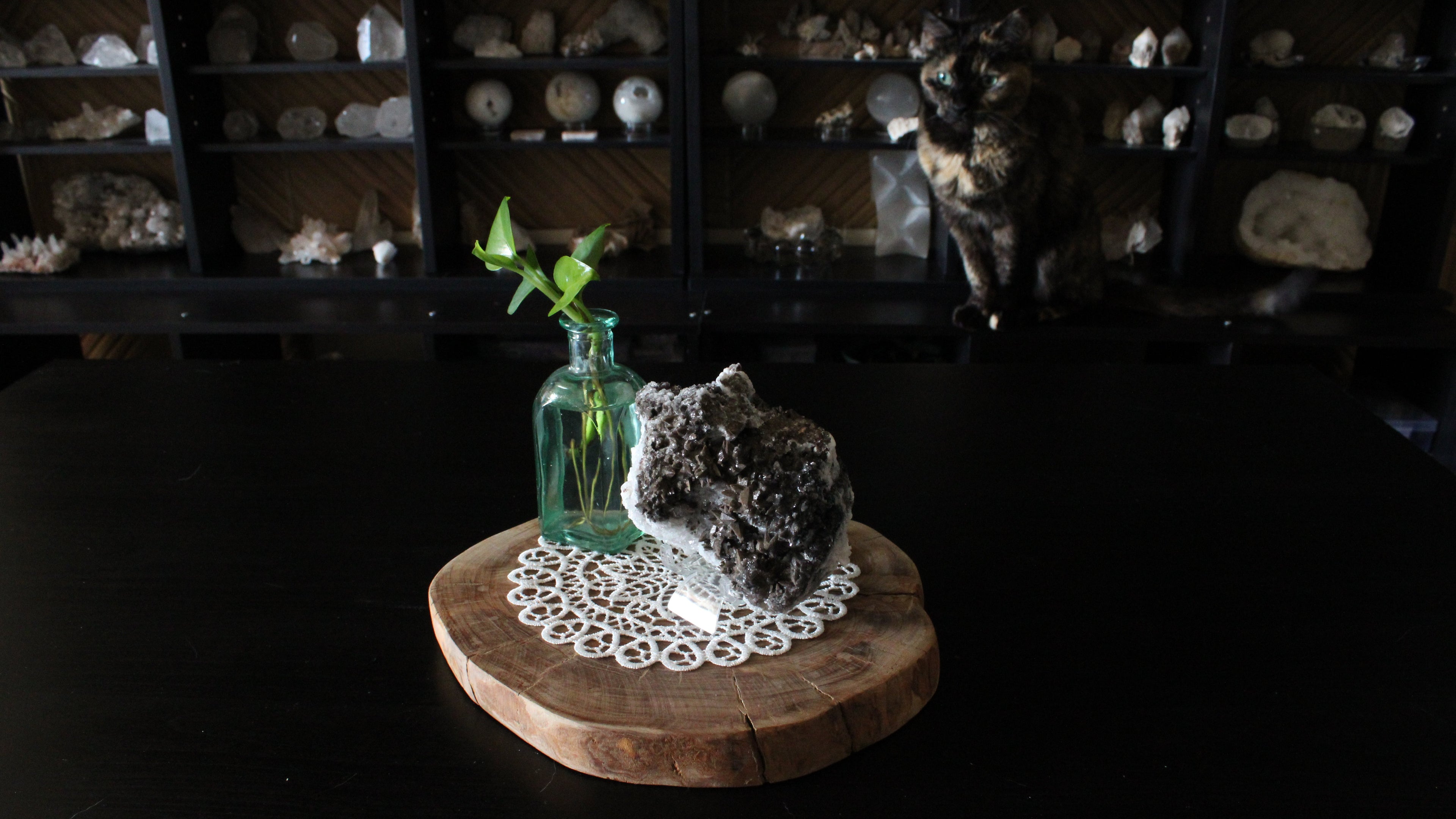 XL Statement Dog Tooth Calcite with Goethite Specimen